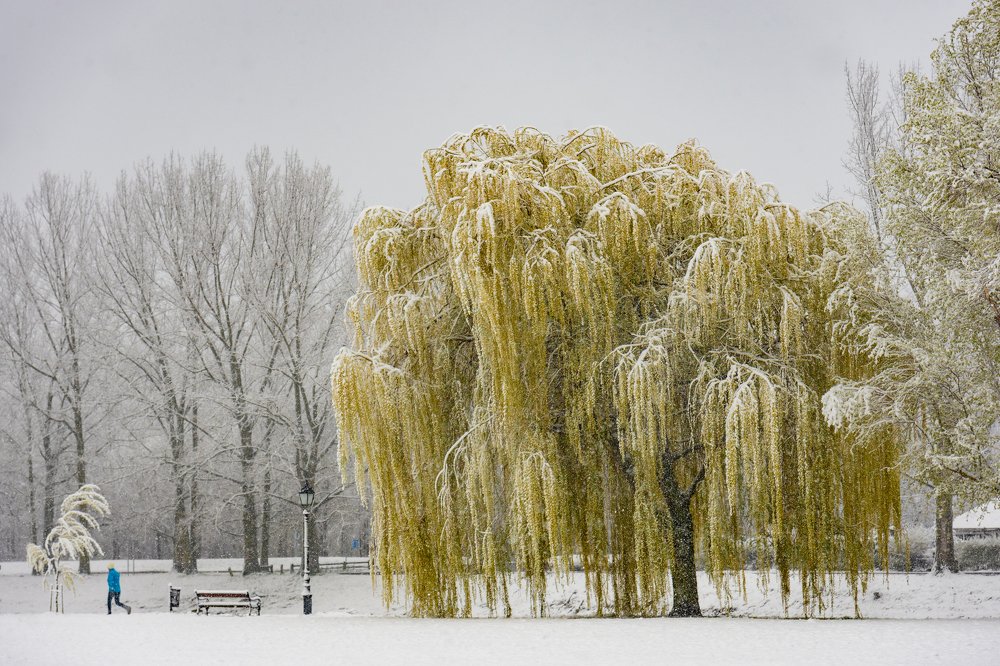 Photograph by Ervin Logo