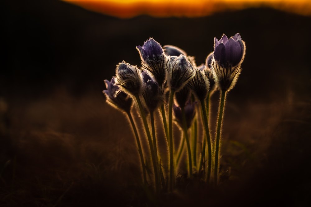 Photograph by Andras Horvath