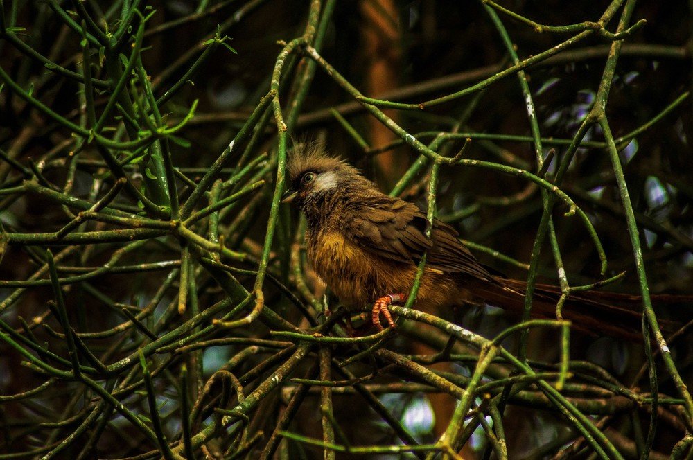 Photograph by Raivo Kremer