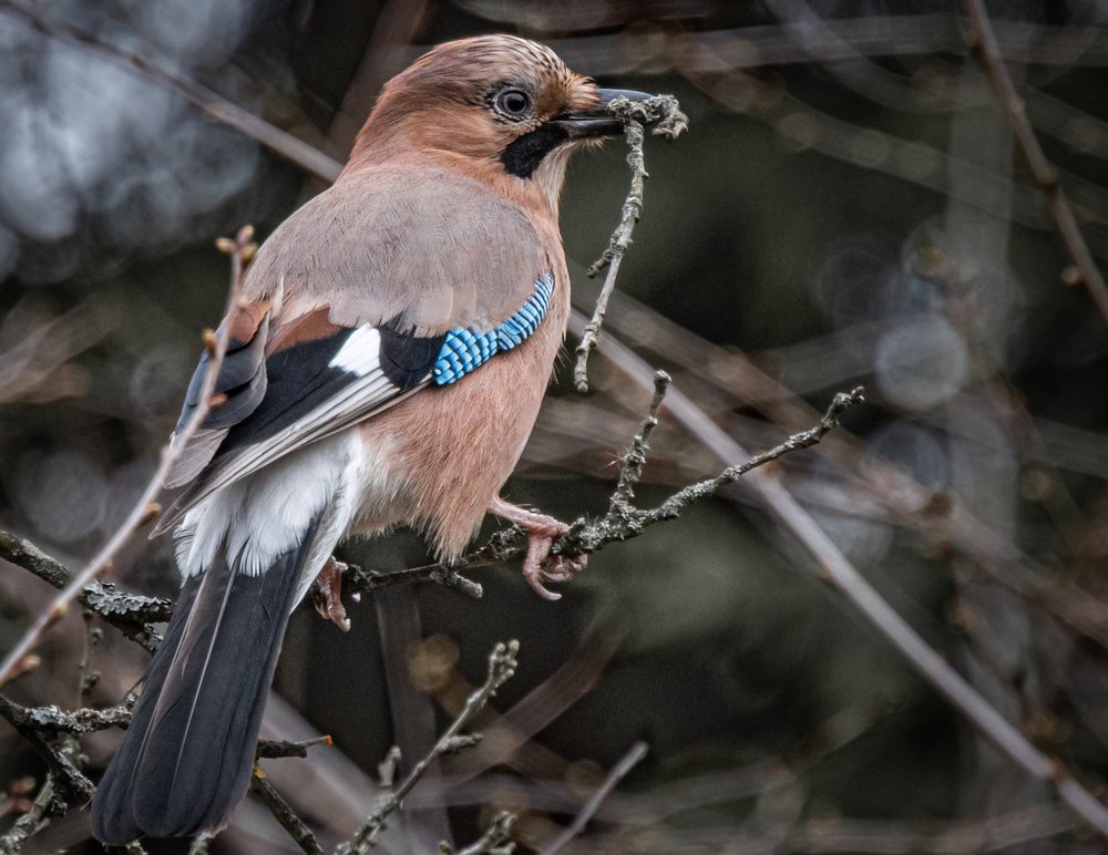 Photograph by Курлянцев Алексей