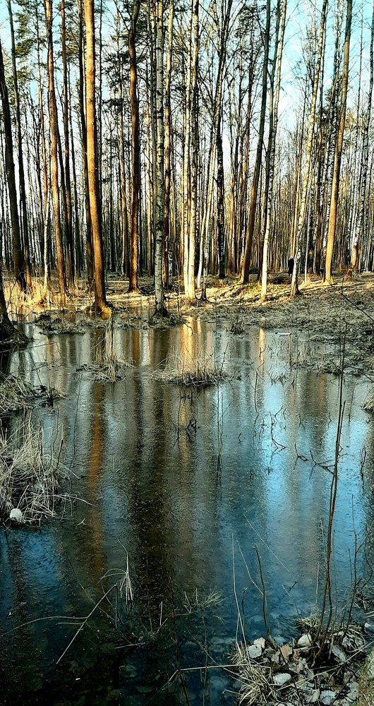 Фотография автора Светлана Дунаева