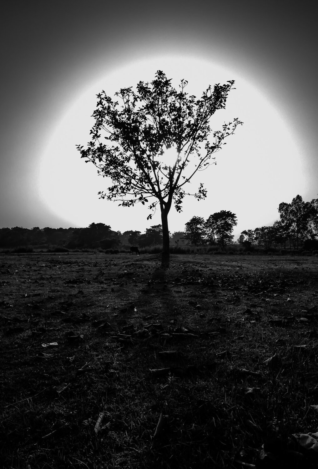 Photo #4497965
