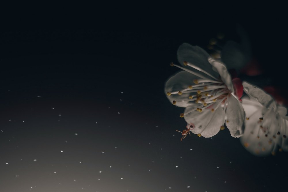 Photograph by Ирина Чиж