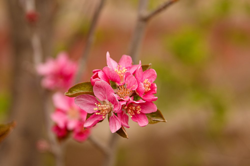 Весна, весна...