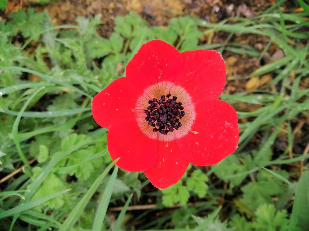 SHADE OF RED