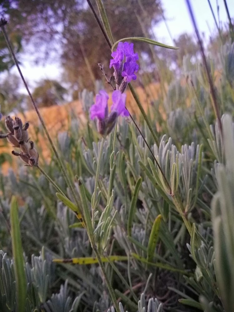 Lavender