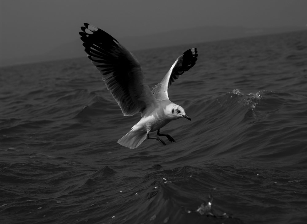 Photograph by Debraj Jana