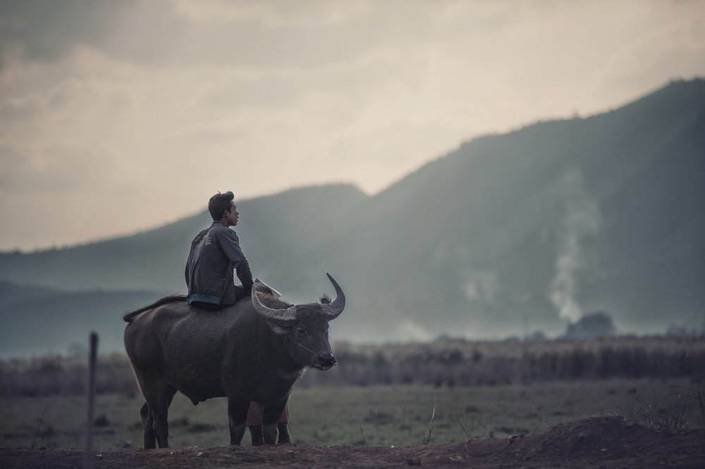 Dreams for the future