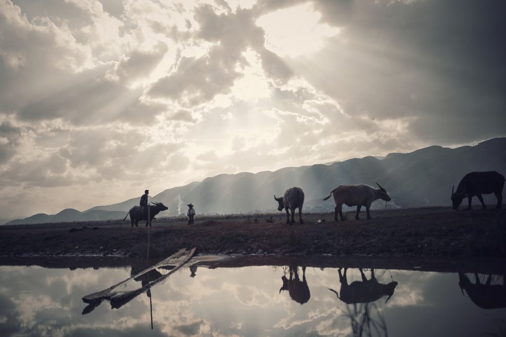 Dreams for the future