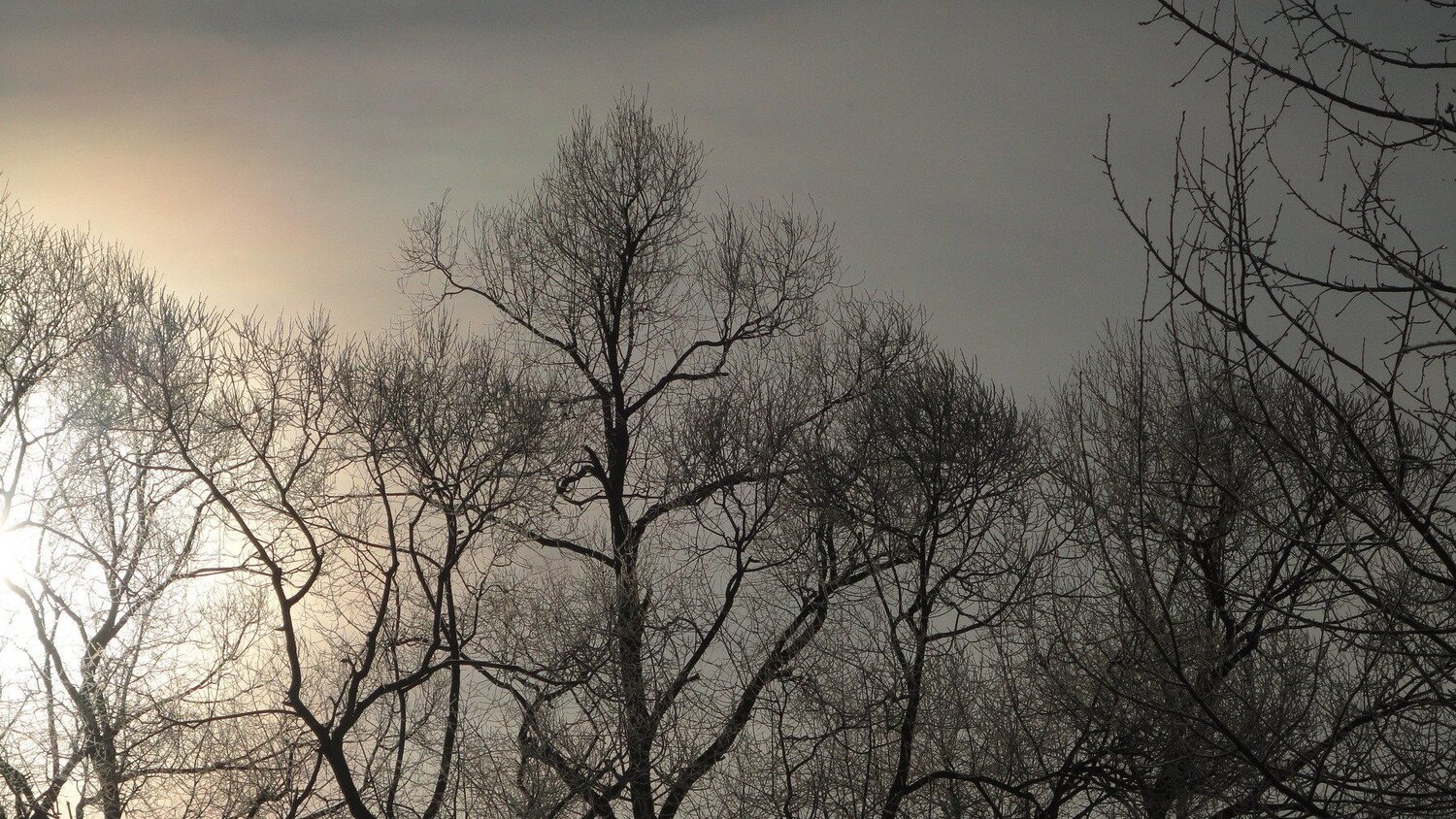Photo #4498892