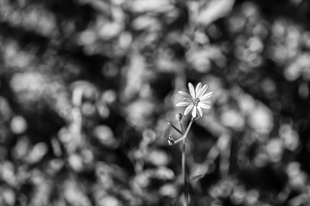 Photograph by Sanjoy Sengupta