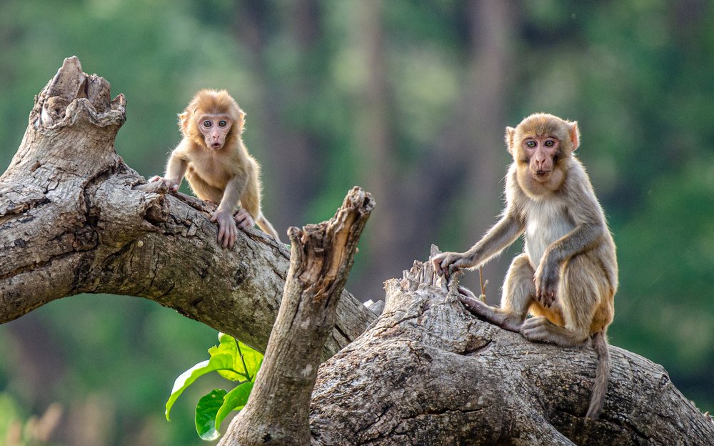 Photograph by Dipanjan Nath