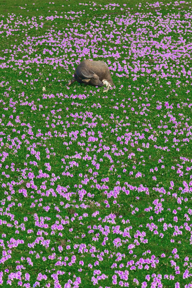 Photograph by Le Vuong