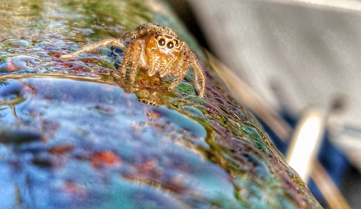 Foto macro