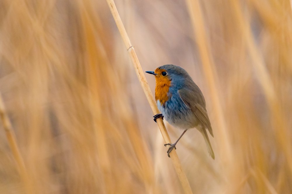 Photograph by Vahid Yavari
