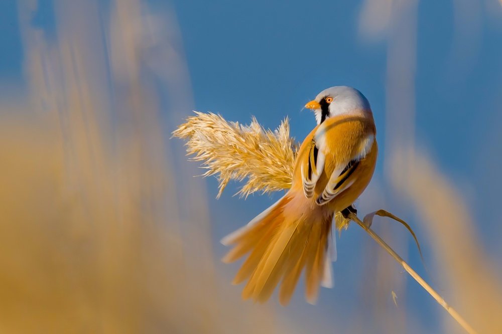 Photograph by Vahid Yavari