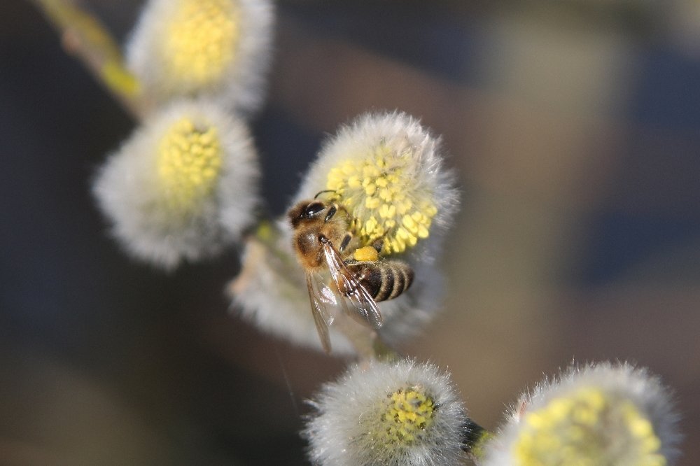 Весна, пробуждение.