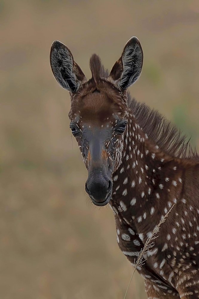 Polka spotted zebra