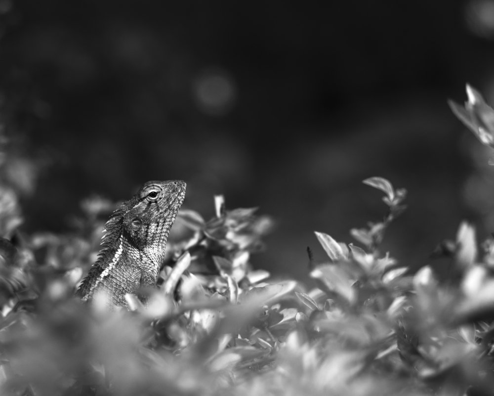 Photograph by Debraj Jana