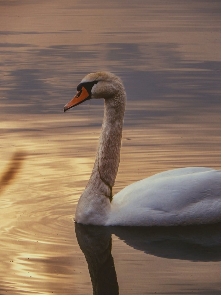 Photograph by Таньяна Зуева