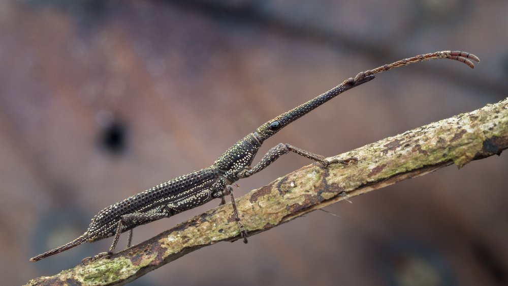 Photograph by VOON YIAN KHIAM