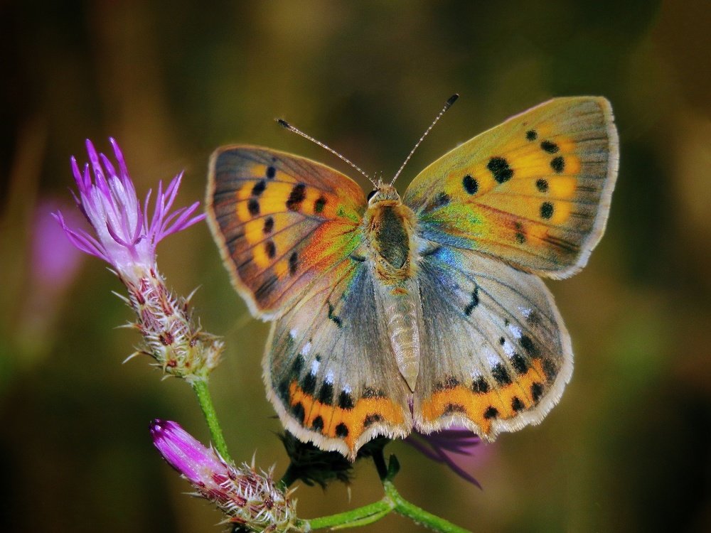 Photograph by Amin Ghaffarian