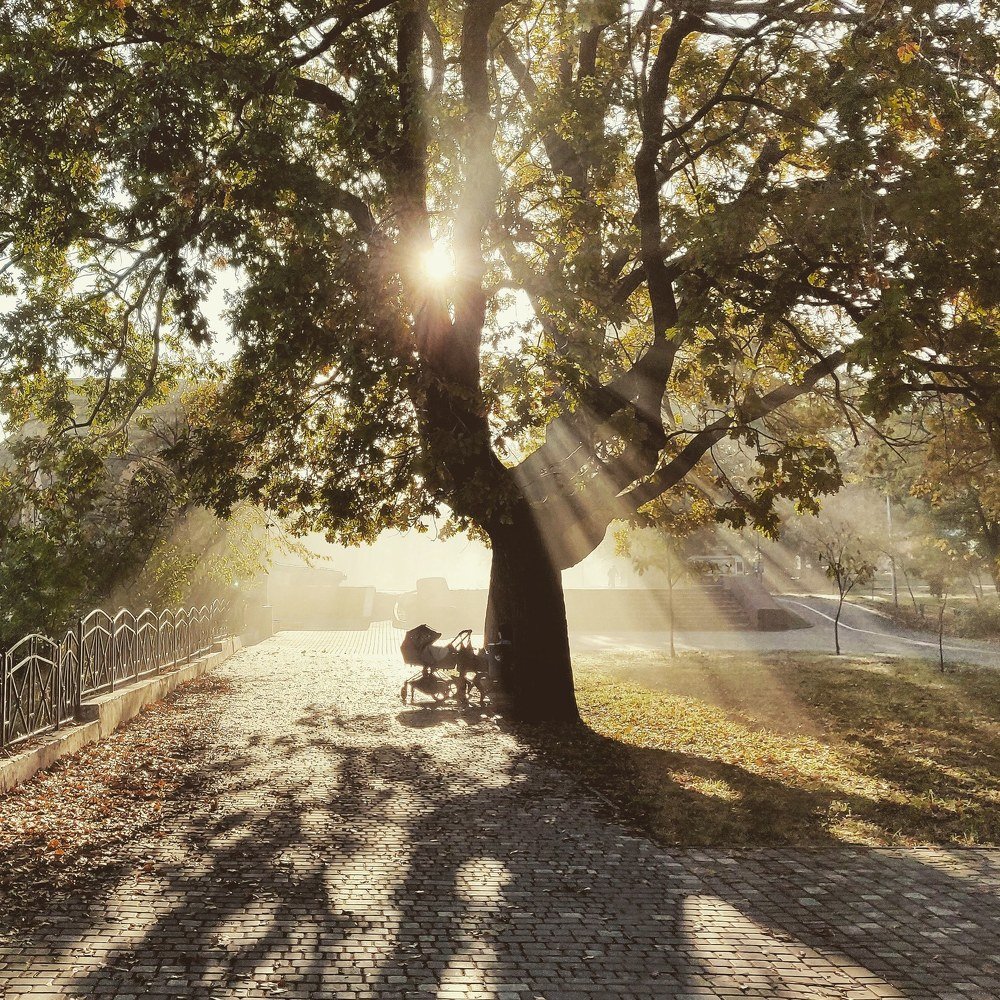 Туманное утро