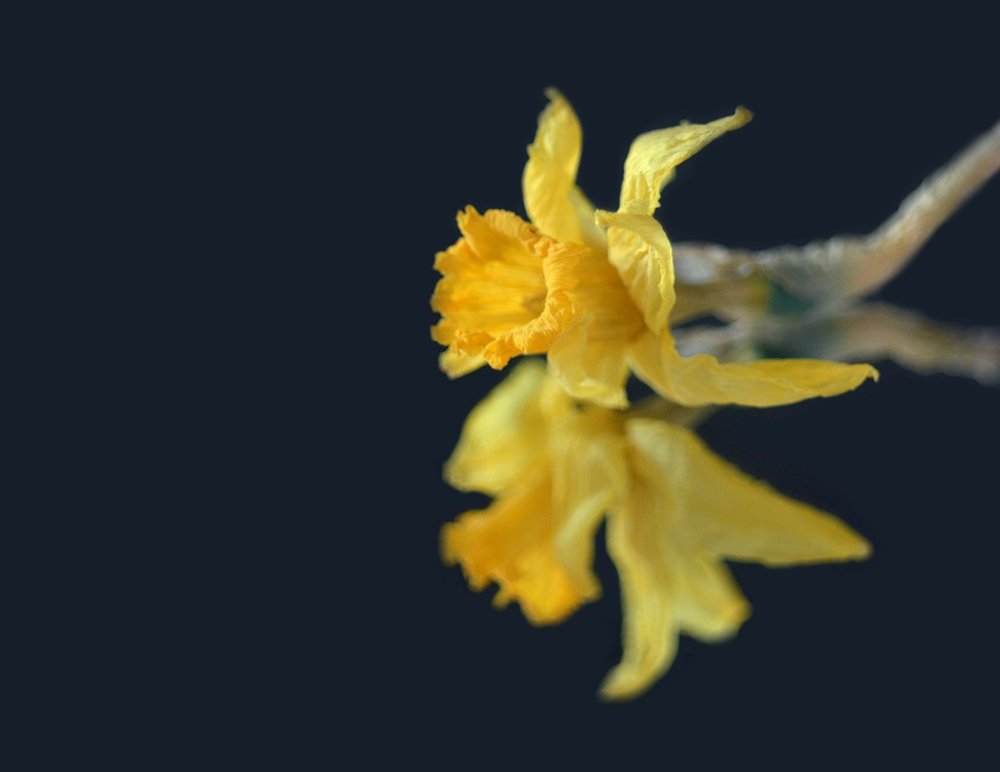 Сюрреализм