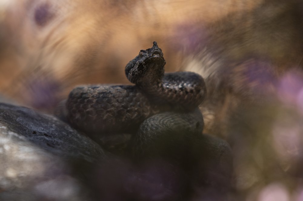 Фотография автора Rok Štirn