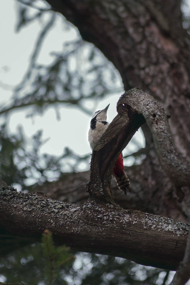 Photograph by Даша Ревинна