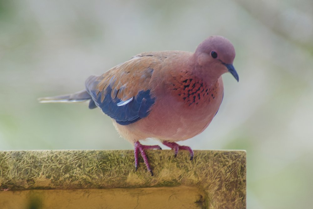 Photograph by Владимир Бутов