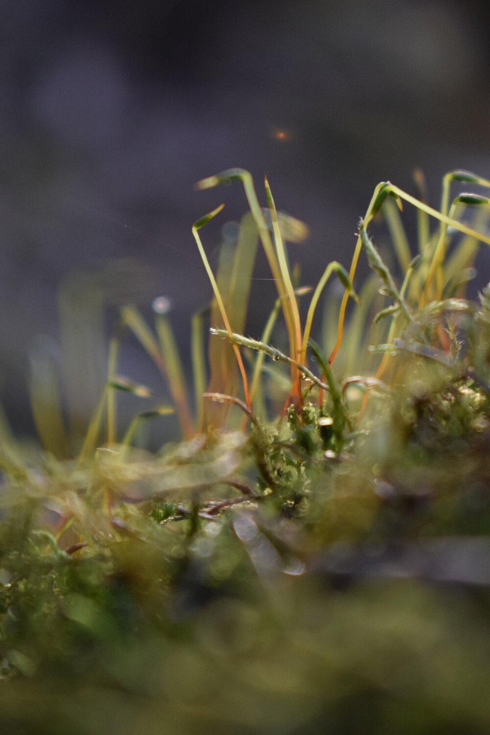 Photo #4500655
