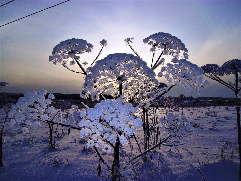 Борщевик обыкновенный.