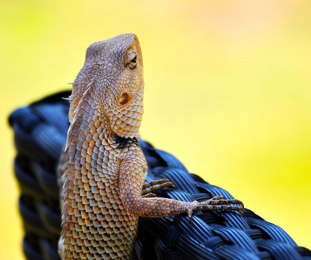 Garden Lizard perfect.