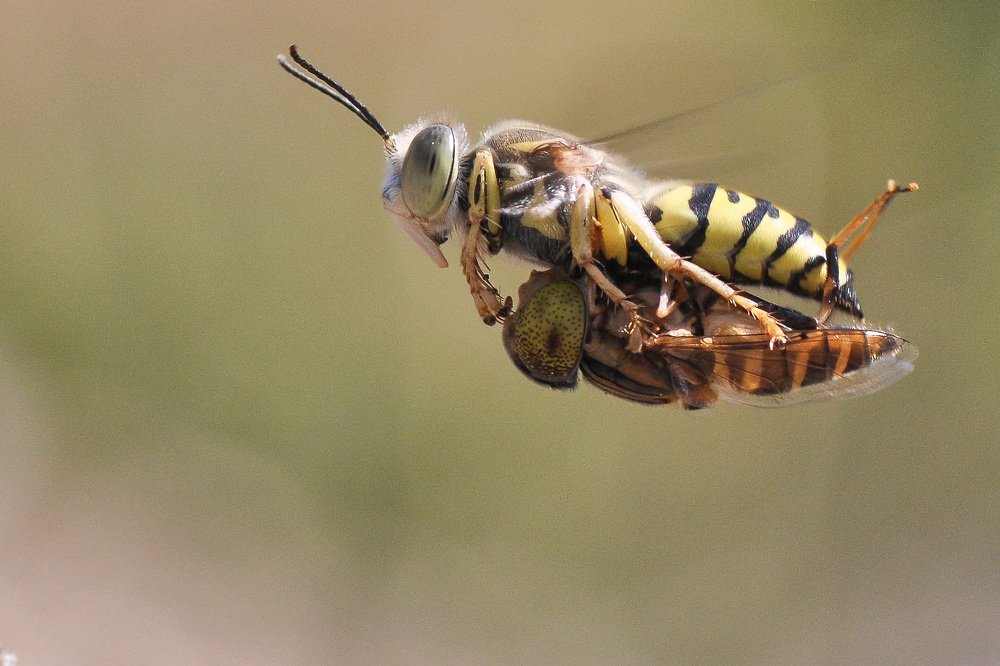 Photograph by Echa Kriwil