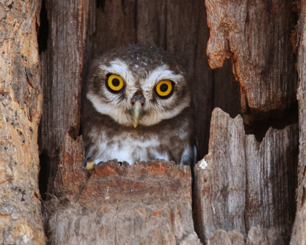 Little Owl surprised .