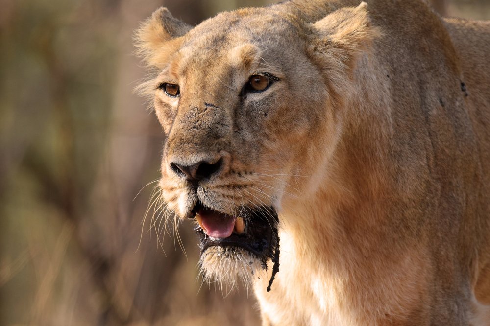 King of Jungle Lion.