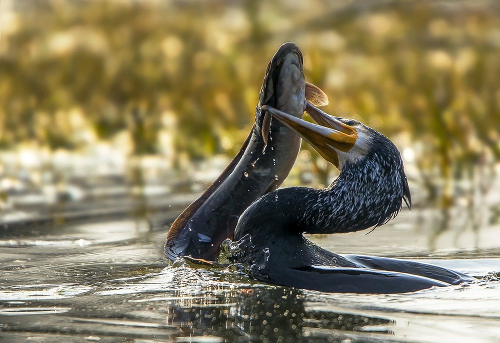 Photograph by Sudhanshu Tiwari