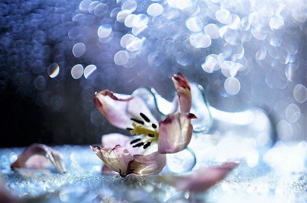 Photograph by Елена Шмарловская