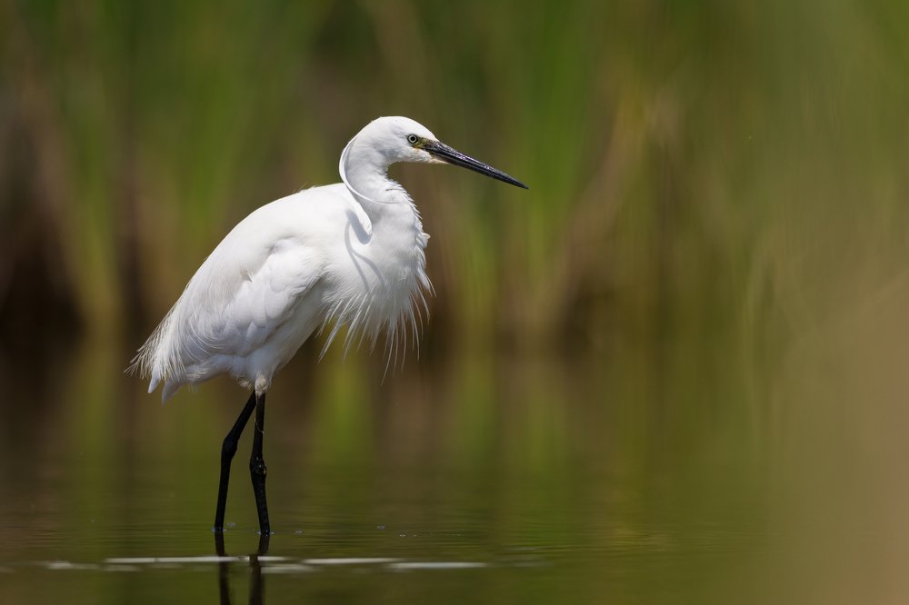 Portait of a Egret