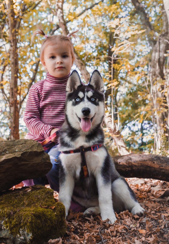 Девочка с щенком хаски