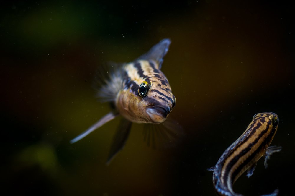 Photograph by Ясинский Юрий