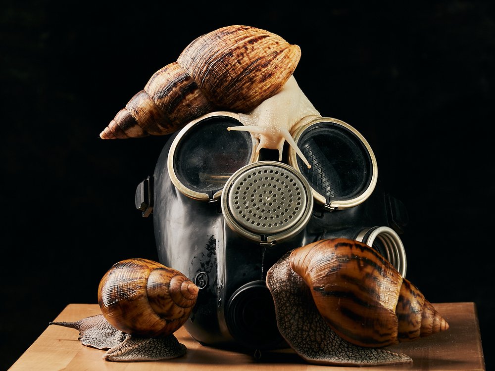 Улитки-вирусы