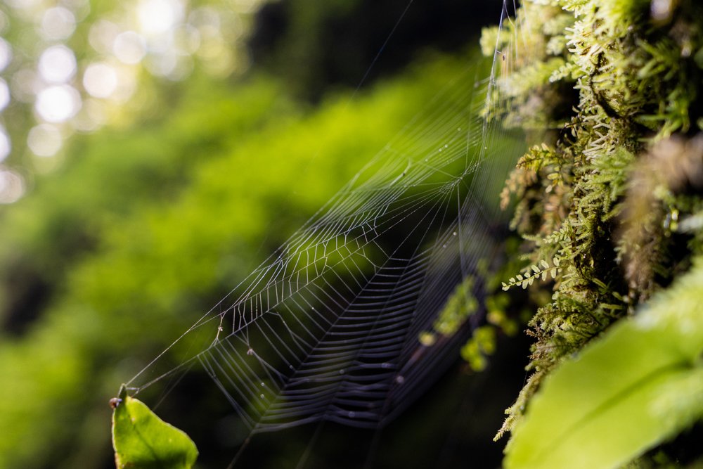 Photograph by Borza Melinda