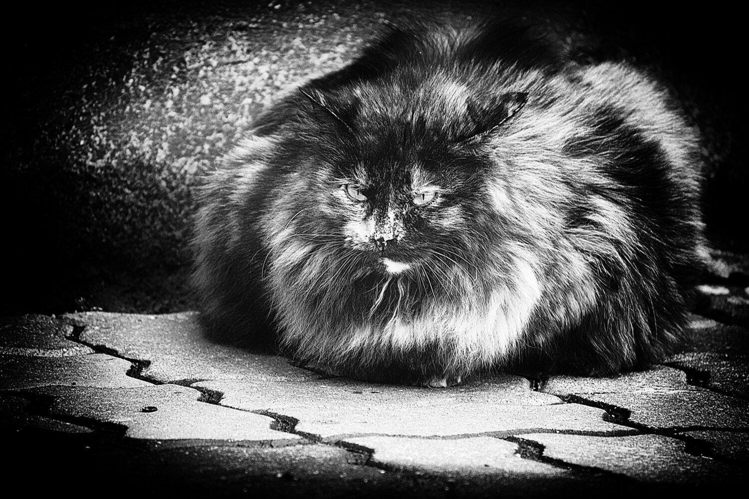 Photo #4501785