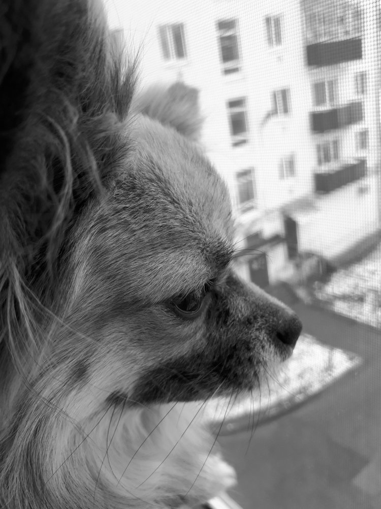 Долгий взгляд пса