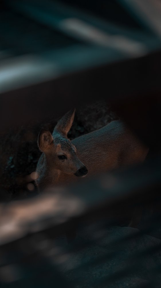 Photograph by Adam Baichorov