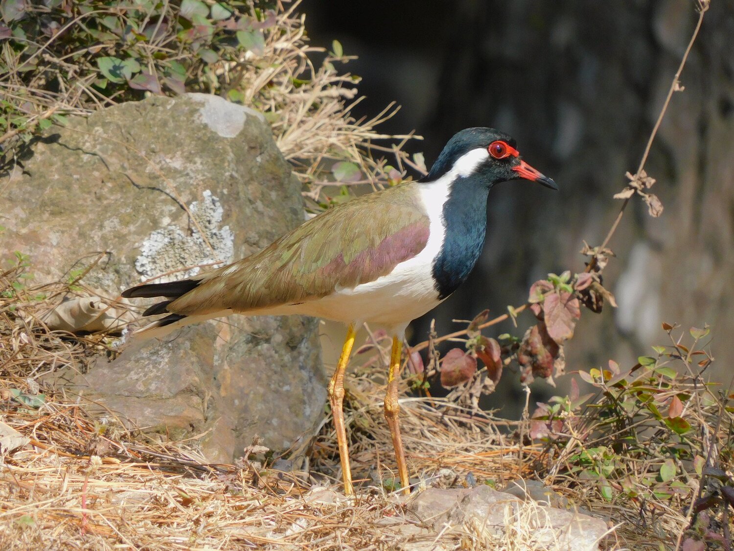 Photo #4502475