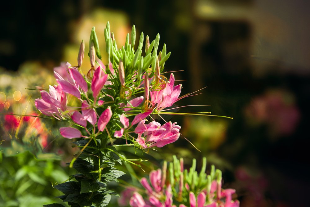 Photograph by Hoang Ngo