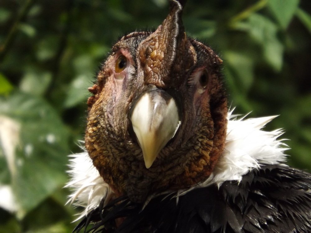 Photograph by CESAR IZARRA